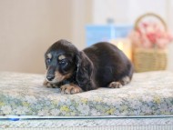 KaninchenDachshund-2487