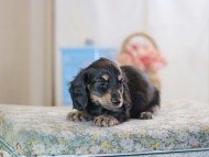KaninchenDachshund-2497