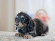 KaninchenDachshund-2509