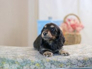 KaninchenDachshund-2511
