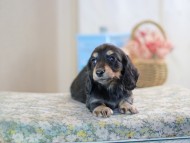 KaninchenDachshund-2515