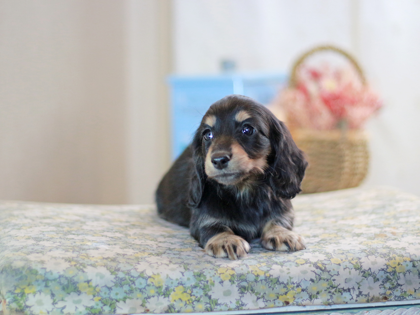 カニンヘンダックスフンド キャンディー&ピーターの子犬 ブラックイエロー（ブラッククリーム）女の子