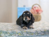 KaninchenDachshund-2516