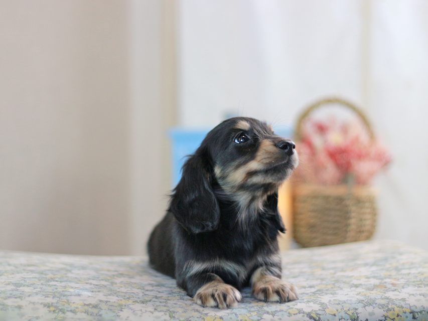 カニンヘンダックスフンド キャンディー&ピーターの子犬 ブラックイエロー（ブラッククリーム）女の子