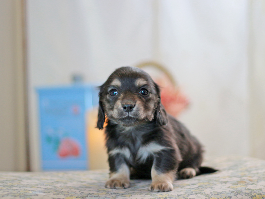 カニンヘンダックスフンド フルール&ロックスの子犬 ブラックイエロー（ブラッククリーム） 男の子