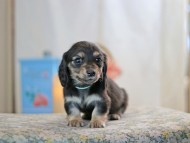 KaninchenDachshund-2542