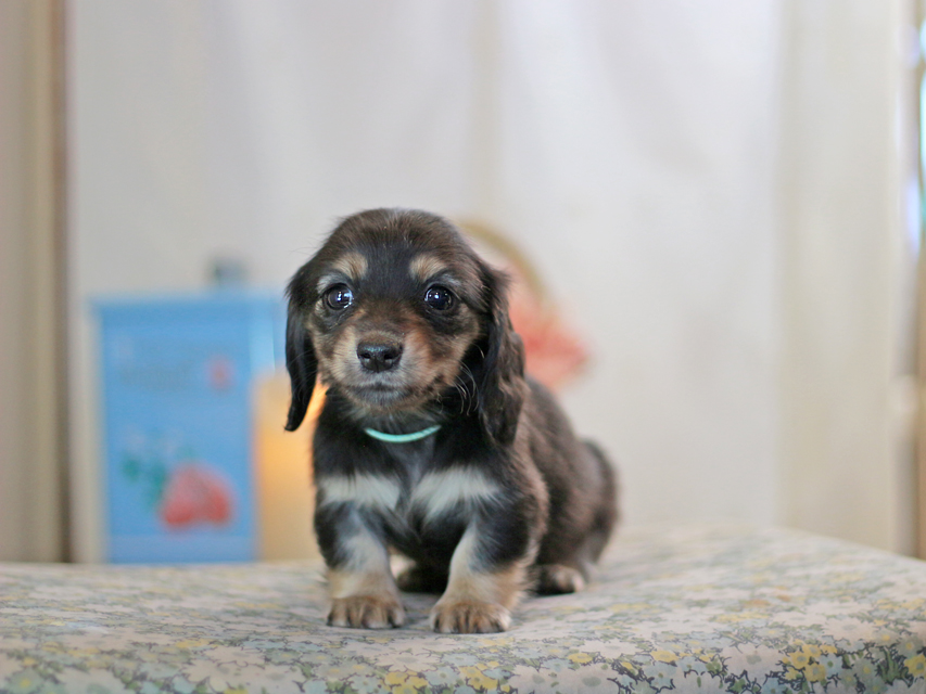 カニンヘンダックスフンド フルール&ロックスの子犬 ブラックイエロー（ブラッククリーム） 女の子（1）
