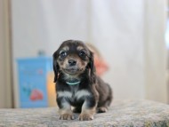 KaninchenDachshund-2544