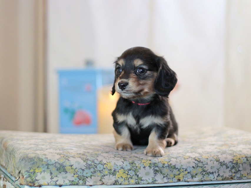 カニンヘンダックスフンド フルール&ロックスの子犬 ブラックイエロー（ブラッククリーム） 女の子（2）