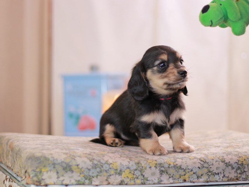 カニンヘンダックスフンド フルール&ロックスの子犬 ブラックイエロー（ブラッククリーム） 女の子（2）