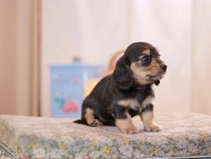 KaninchenDachshund-2557