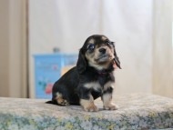 KaninchenDachshund-2563 KaninchenDachshund-2563