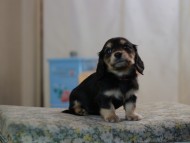 KaninchenDachshund-2564