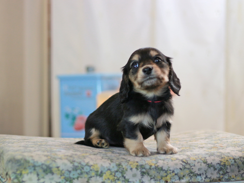 カニンヘンダックスフンド フルール&ロックスの子犬 ブラックイエロー（ブラッククリーム） 女の子（2）