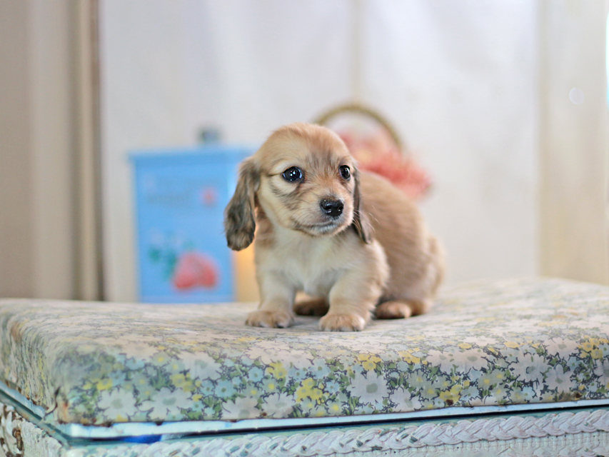 カニンヘンダックスフンド フルール&ロックスの子犬 シェーデットイエロー（シェーデットクリーム） 女の子