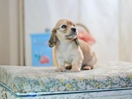 KaninchenDachshund-2573 KaninchenDachshund-2573