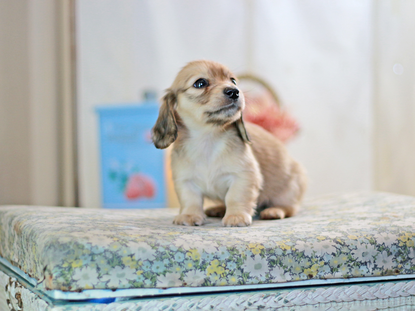 カニンヘンダックスフンド フルール&ロックスの子犬 シェーデットイエロー（シェーデットクリーム） 女の子