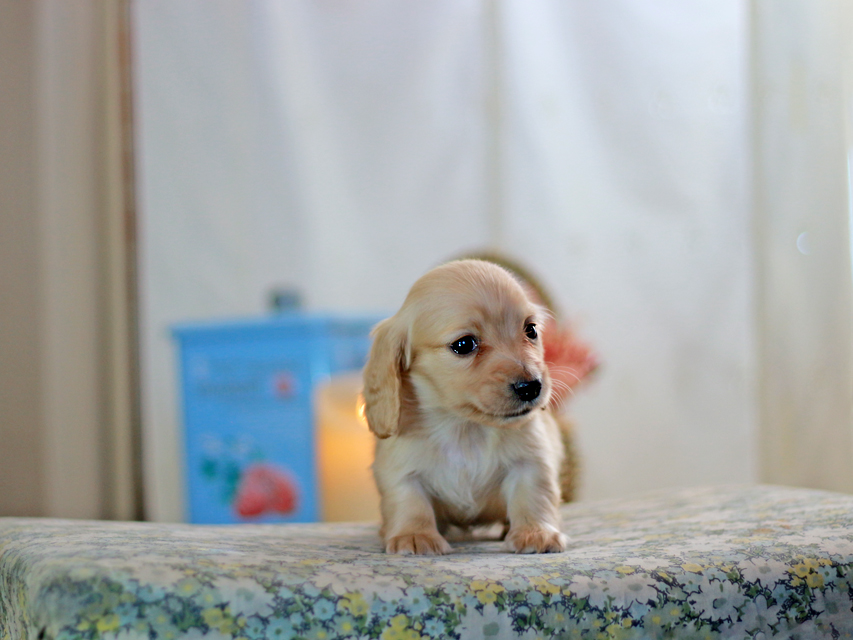 カニンヘンダックスフンド フルール&ロックスの子犬 イエロー（クリーム） 女の子