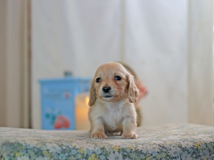 カニンヘンダックスフンド フルール&ロックスの子犬 イエロー（クリーム） 女の子