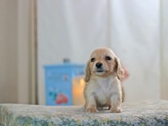 KaninchenDachshund-2585 KaninchenDachshund-2585