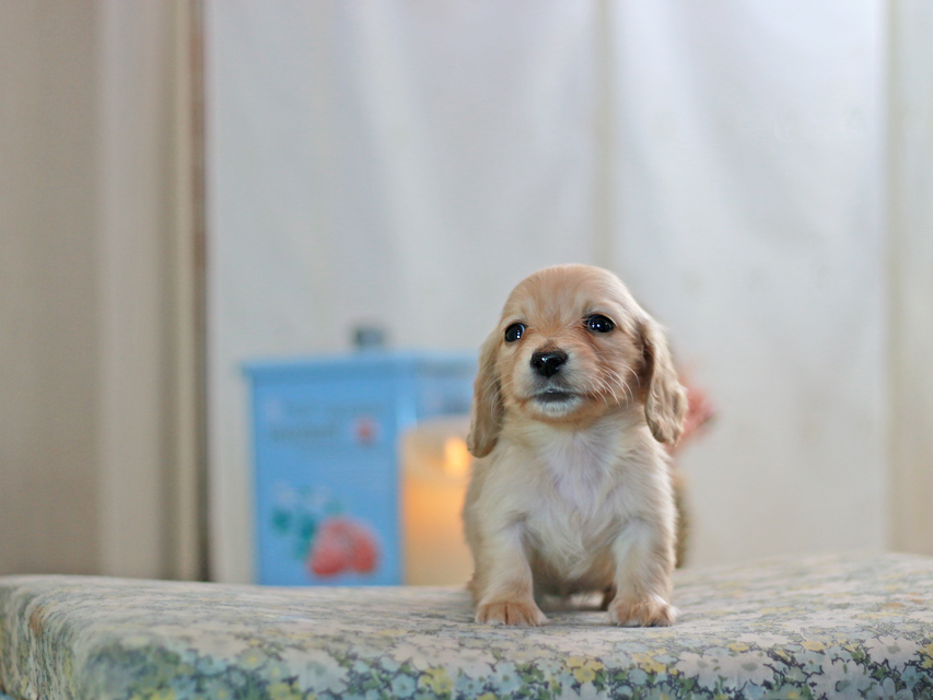 カニンヘンダックスフンド フルール&ロックスの子犬 イエロー（クリーム） 女の子