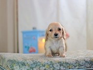 KaninchenDachshund-2586 KaninchenDachshund-2586