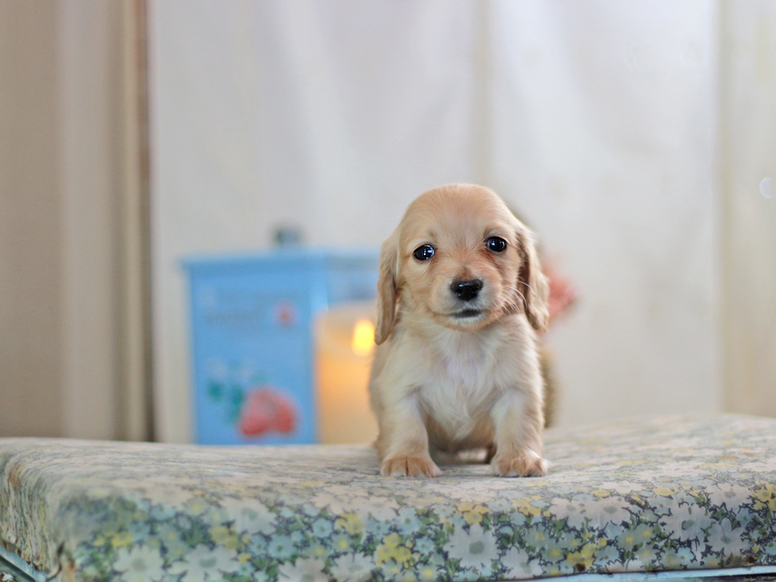 カニンヘンダックスフンド フルール&ロックスの子犬 イエロー（クリーム） 女の子