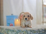 KaninchenDachshund-2587 KaninchenDachshund-2587