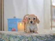 KaninchenDachshund-2589 KaninchenDachshund-2589