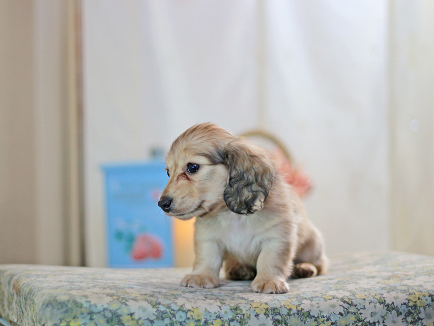 カニンヘンダックスフンド コリン&スカッシュの子犬 シェーデットイエロー（シェーデットクリーム） 男の子