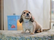 KaninchenDachshund-2596 KaninchenDachshund-2596