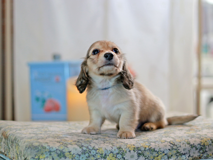 カニンヘンダックスフンド コリン&スカッシュの子犬 シェーデットイエロー（シェーデットクリーム） 男の子