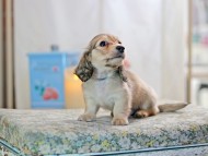 KaninchenDachshund-2597