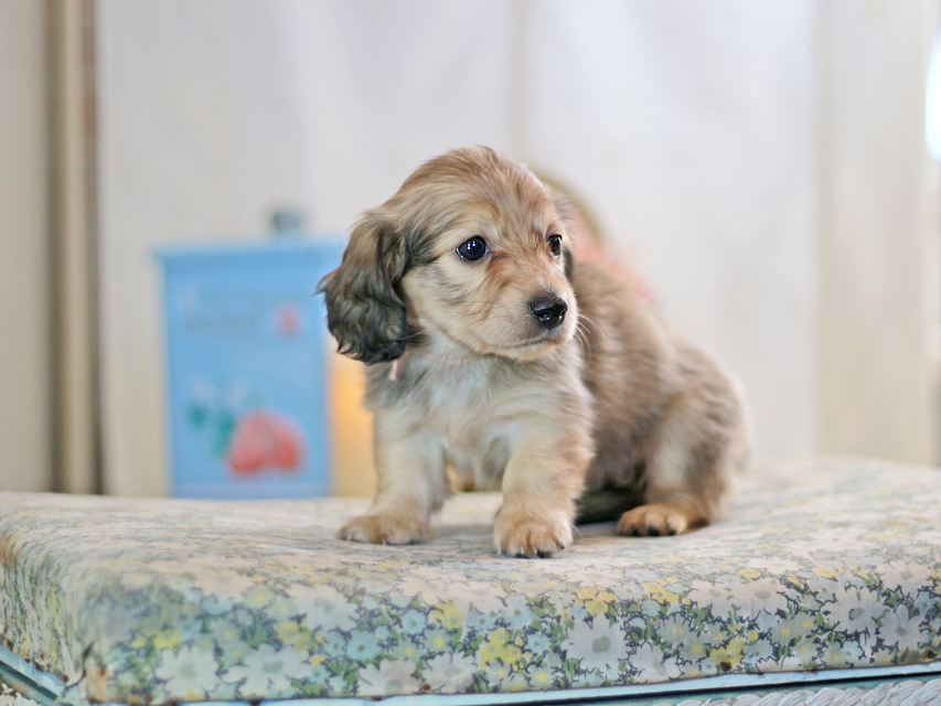 カニンヘンダックスフンド コリン&スカッシュの子犬 シェーデットイエロー（シェーデットクリーム） 女の子（1）