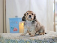 KaninchenDachshund-2613