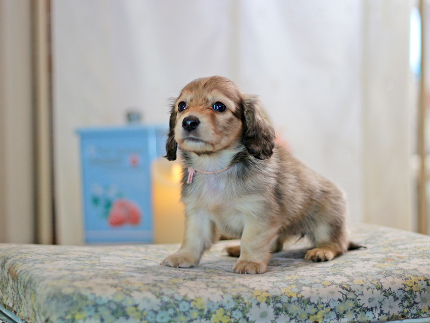 カニンヘンダックスフンド コリン&スカッシュの子犬 シェーデットイエロー（シェーデットクリーム） 女の子（1）