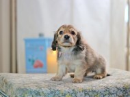 KaninchenDachshund-2617