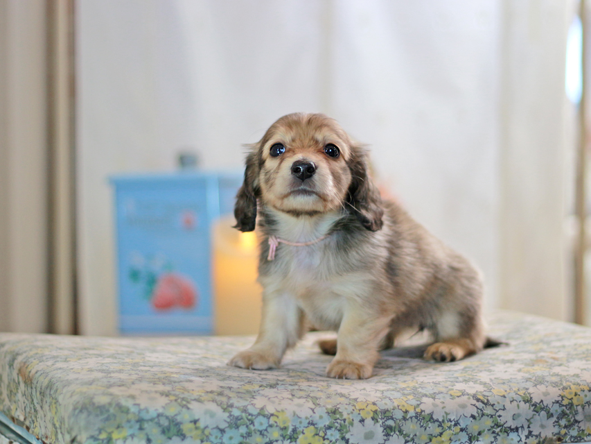 カニンヘンダックスフンド コリン&スカッシュの子犬 シェーデットイエロー（シェーデットクリーム） 女の子（1）