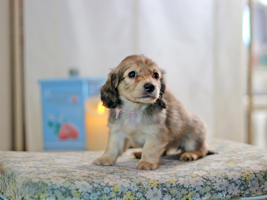 カニンヘンダックスフンド コリン&スカッシュの子犬 シェーデットイエロー（シェーデットクリーム） 女の子（1）