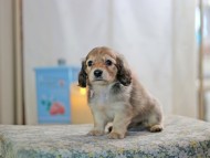 KaninchenDachshund-2620