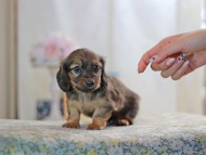 KaninchenDachshund-2715