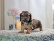 KaninchenDachshund-2719
