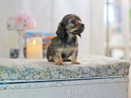 KaninchenDachshund-2769 KaninchenDachshund-2769