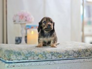 KaninchenDachshund-2786