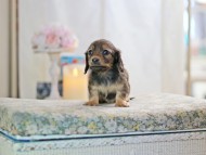 KaninchenDachshund-2788