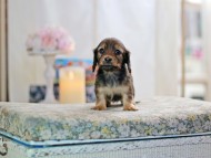 KaninchenDachshund-2794