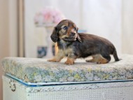 KaninchenDachshund-2802