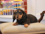 KaninchenDachshund-2927