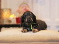 KaninchenDachshund-2942 KaninchenDachshund-2942