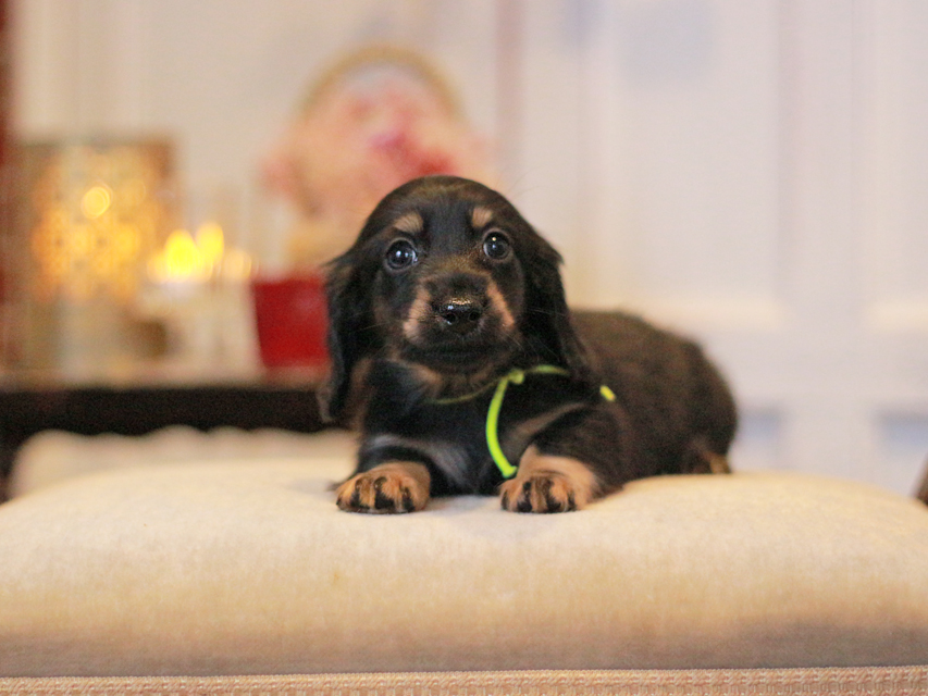 カニンヘンダックスフンド さくら&ブルースの子犬 ブラックイエロー（ブラッククリーム） 男の子（1）
